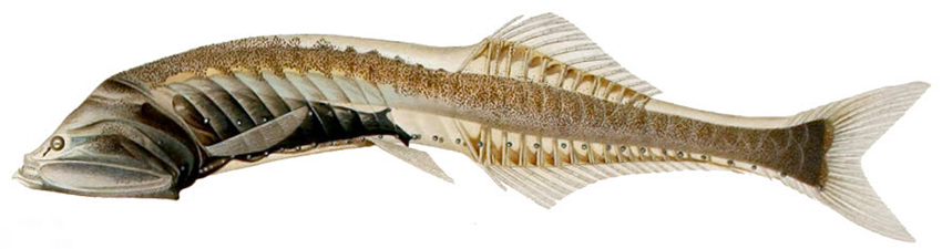 Cyclothone microdon_03.jpg